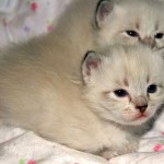 Sweet kittens