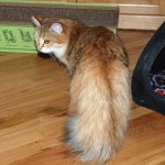 Lulu's pretty tail