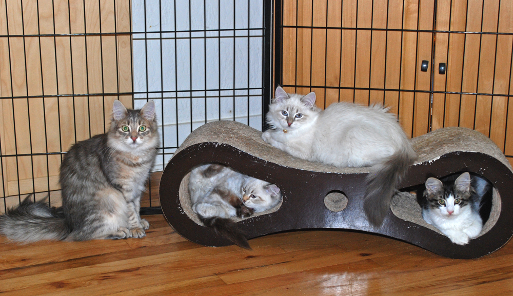 Our kittens enjoying the sturdy and stylish scratcher